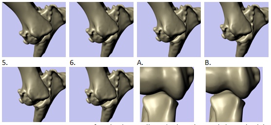 3D elbow kinematics